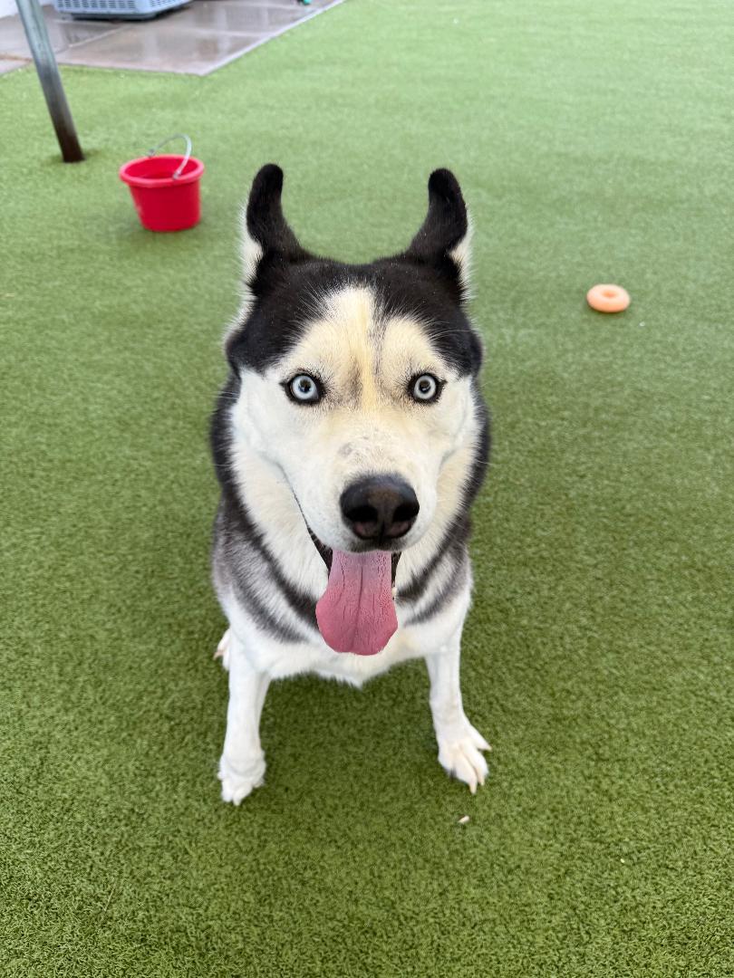 Enlarge Knight, a Adoptable Husky in Hays, KS image 6/6