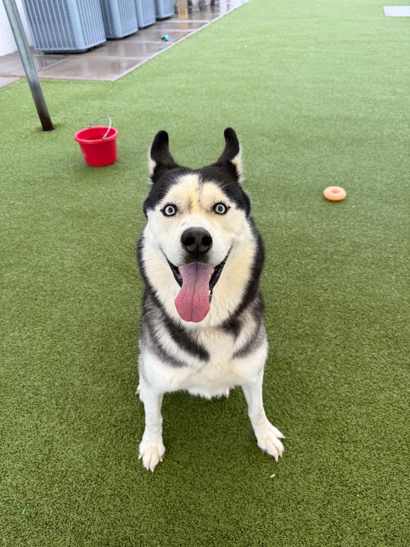 Enlarge Knight, a Adoptable Husky in Hays, KS image 4/6