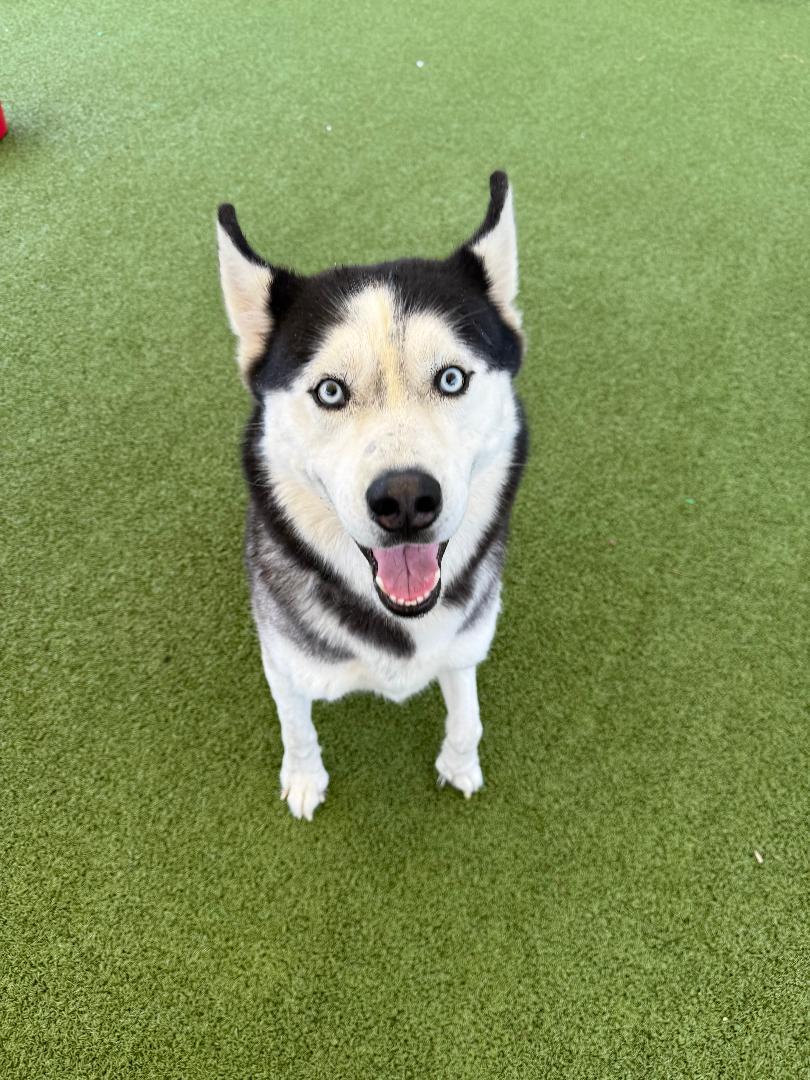 Enlarge Knight, a Adoptable Husky in Hays, KS image 2/6