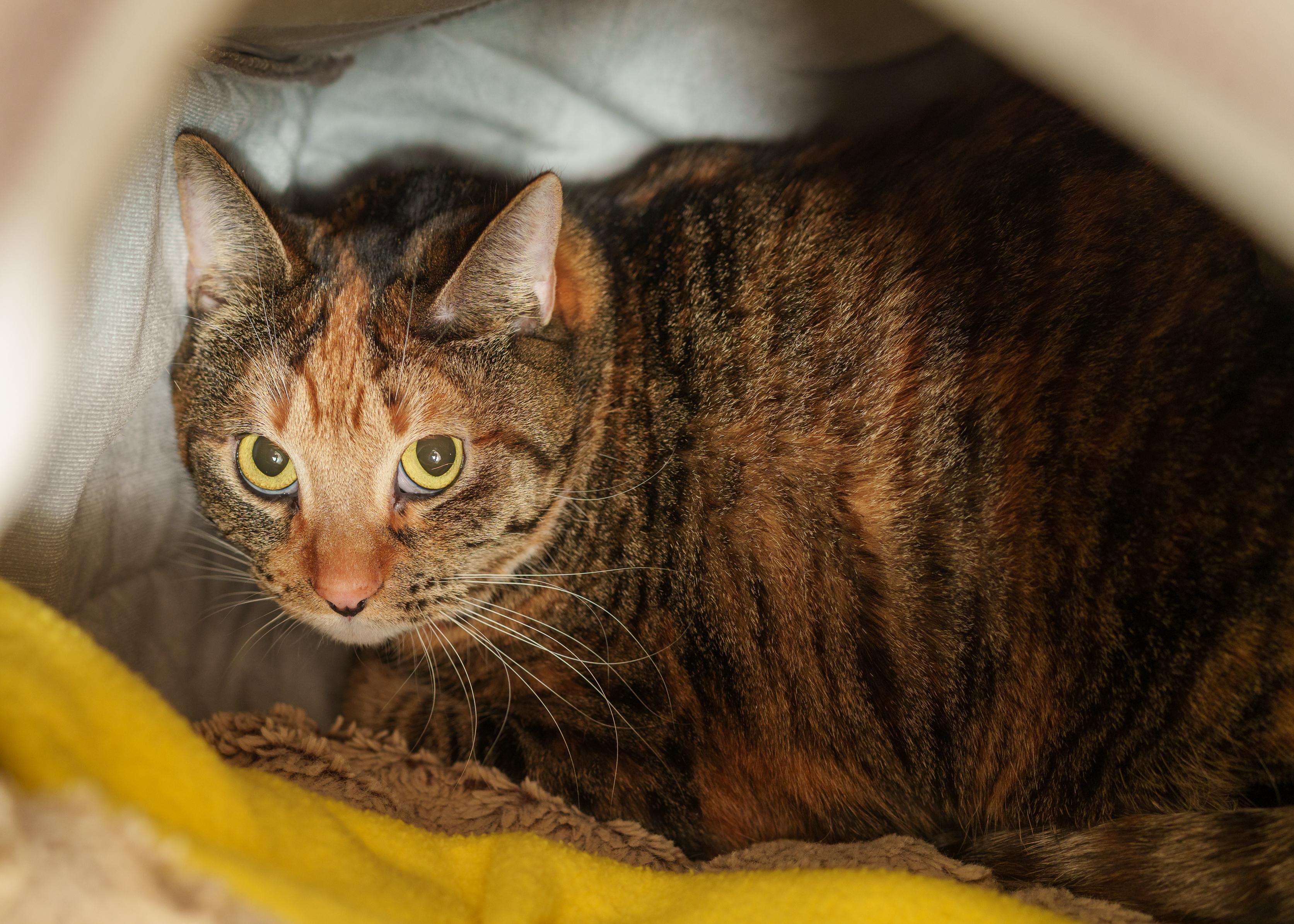 Enlarge Tori, a ADOPTABLE Domestic Short Hair in Boise, ID image 2/2