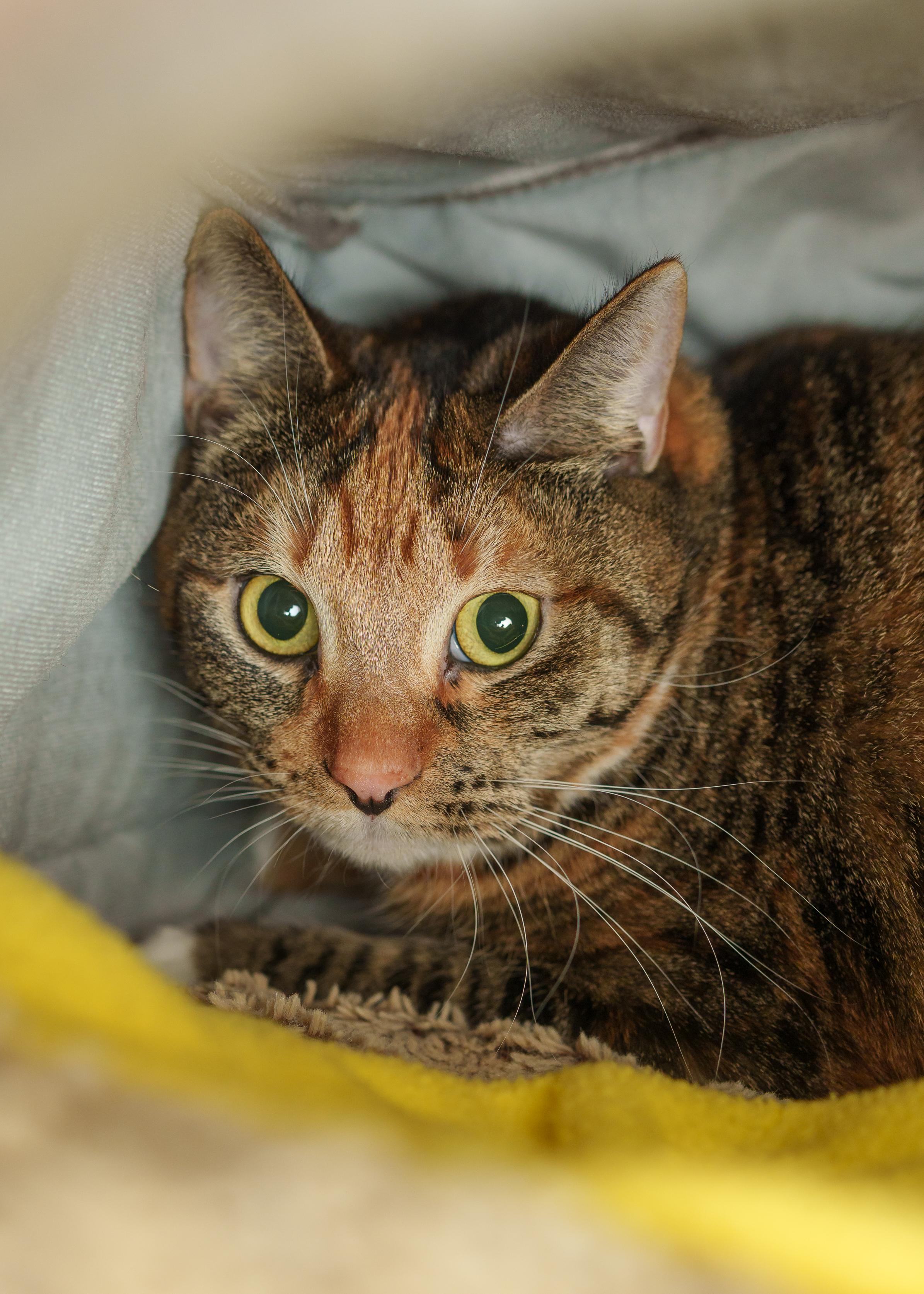 Tori, ADOPTABLE, Adult Female Domestic Short Hair.