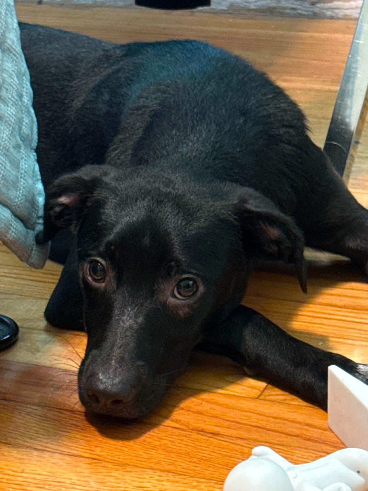Sprinkles, ADOPTABLE, Young Female Australian Cattle Dog / Blue Heeler & Labrador Retriever.