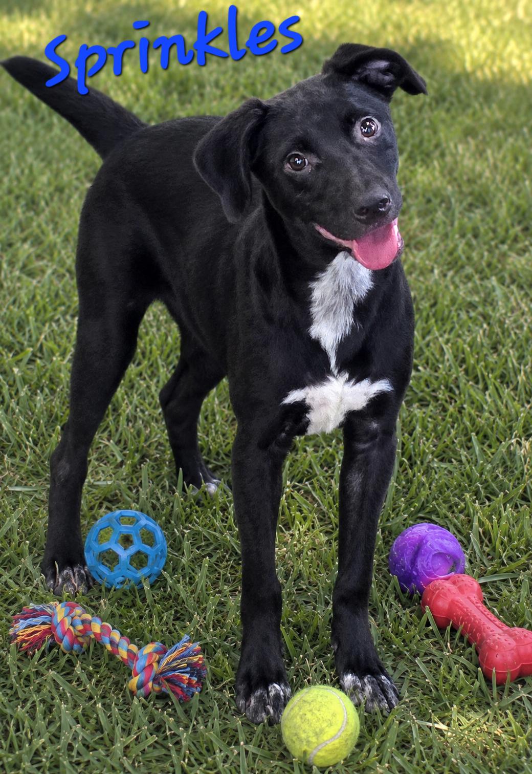 Enlarge Sprinkles, a ADOPTABLE mixed breed in Watertown, CT image 1/1