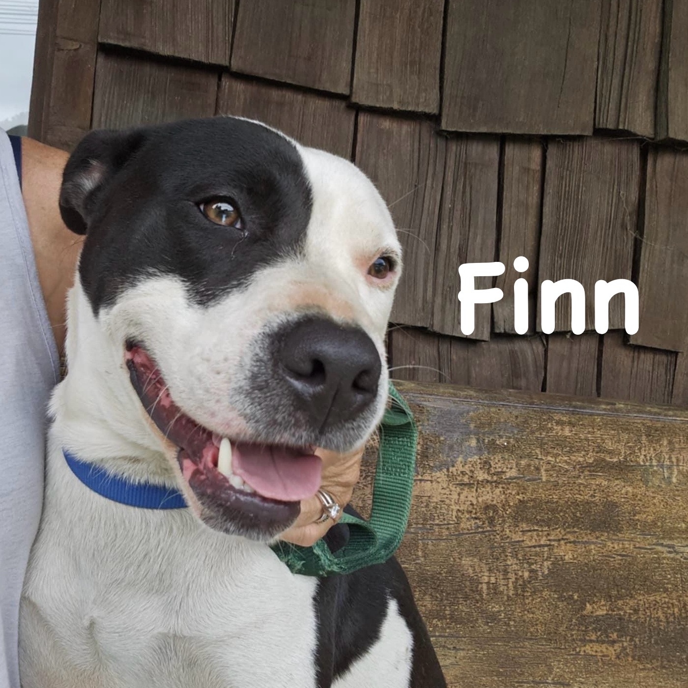 Finn, a Adopted American Bulldog in Cadiz, OH image 1/6