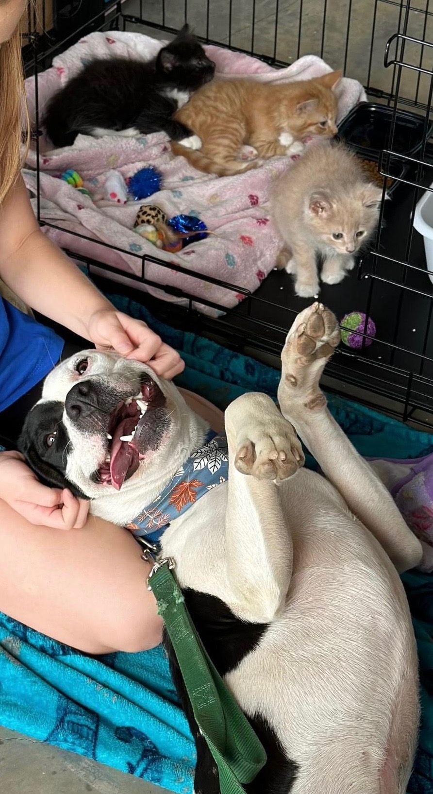 Finn, a Adopted American Bulldog in Cadiz, OH image 5/6