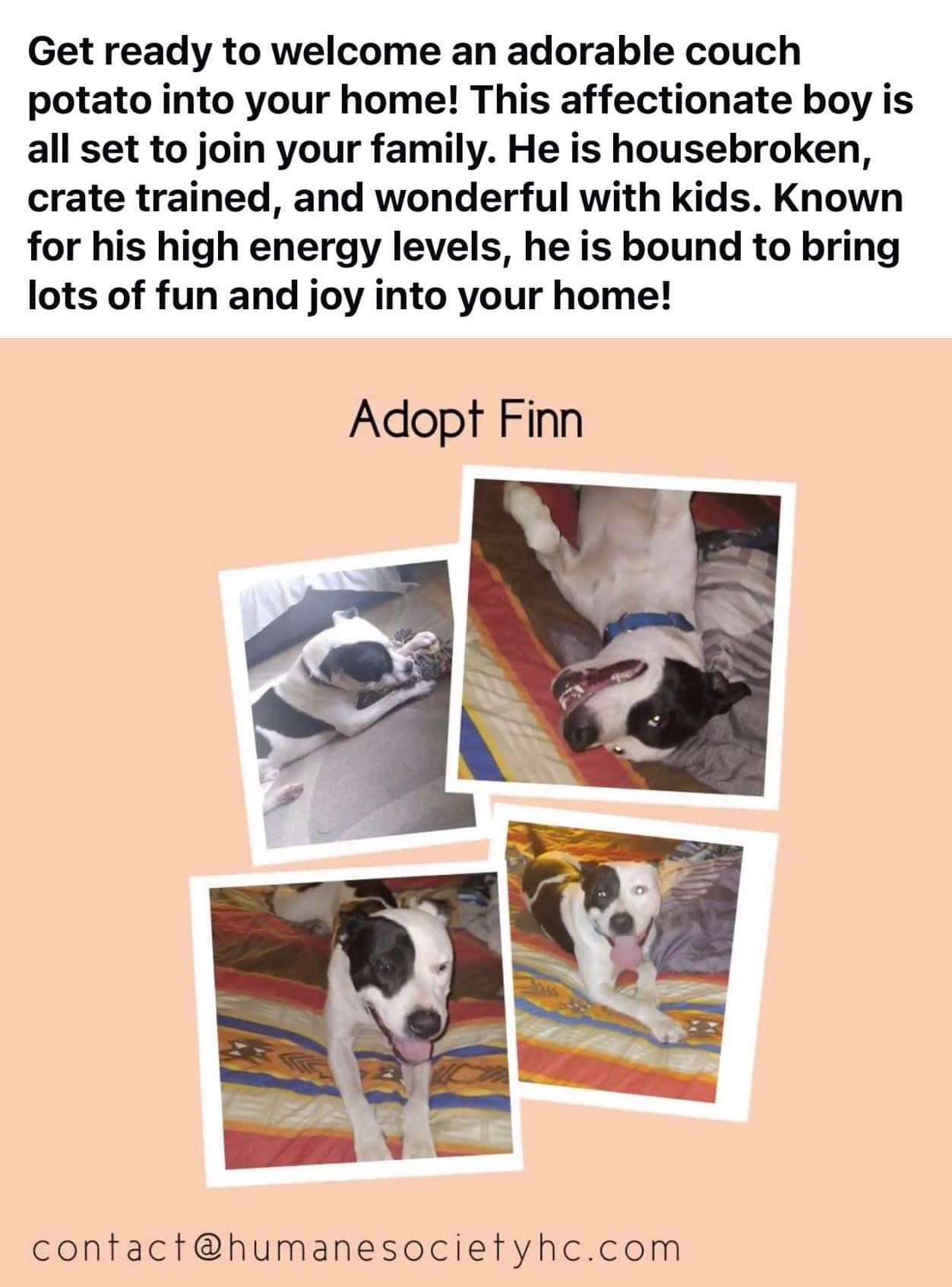 Finn, a Adopted American Bulldog in Cadiz, OH image 6/6