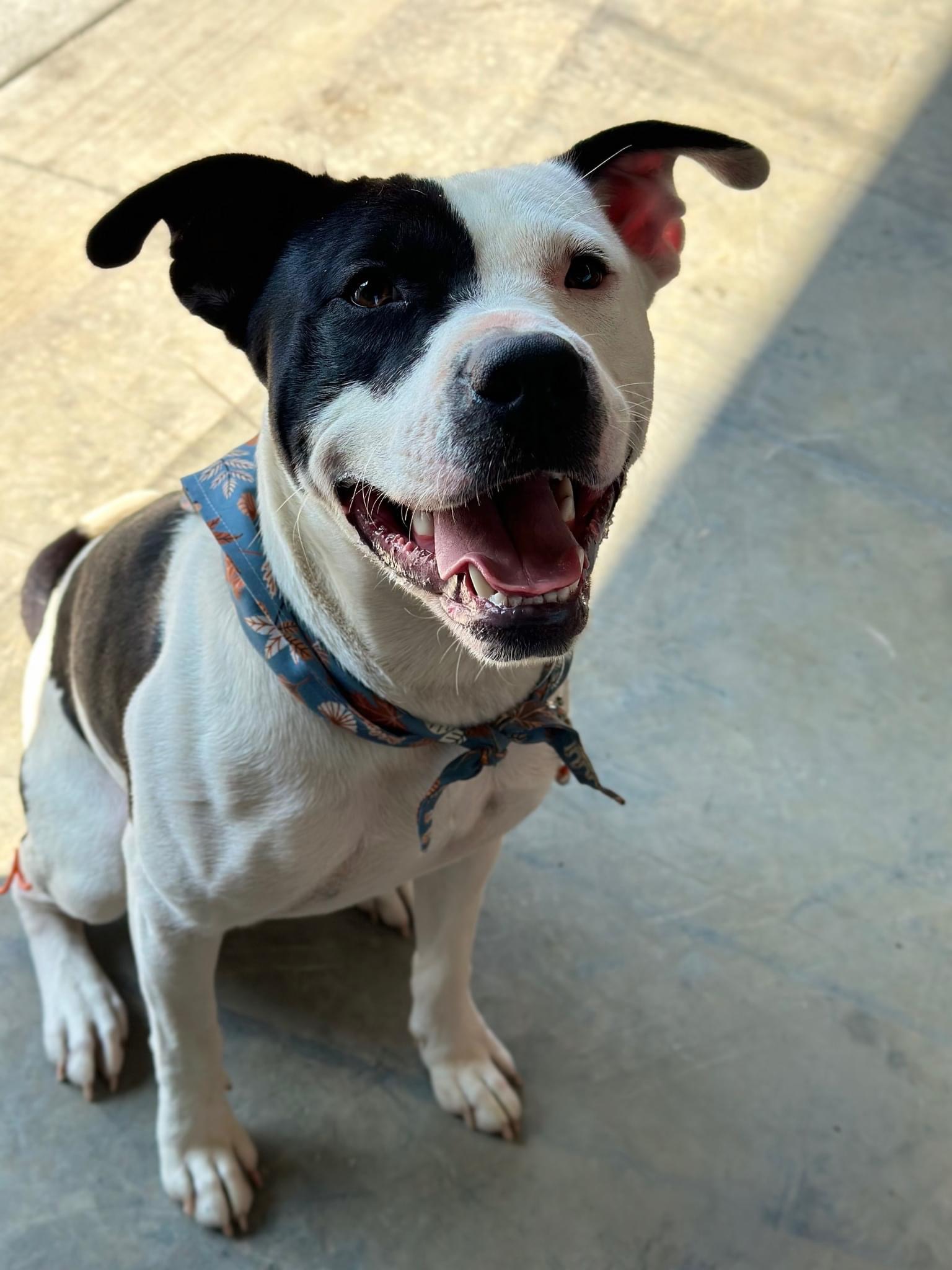 Finn, a Adopted American Bulldog in Cadiz, OH image 4/6