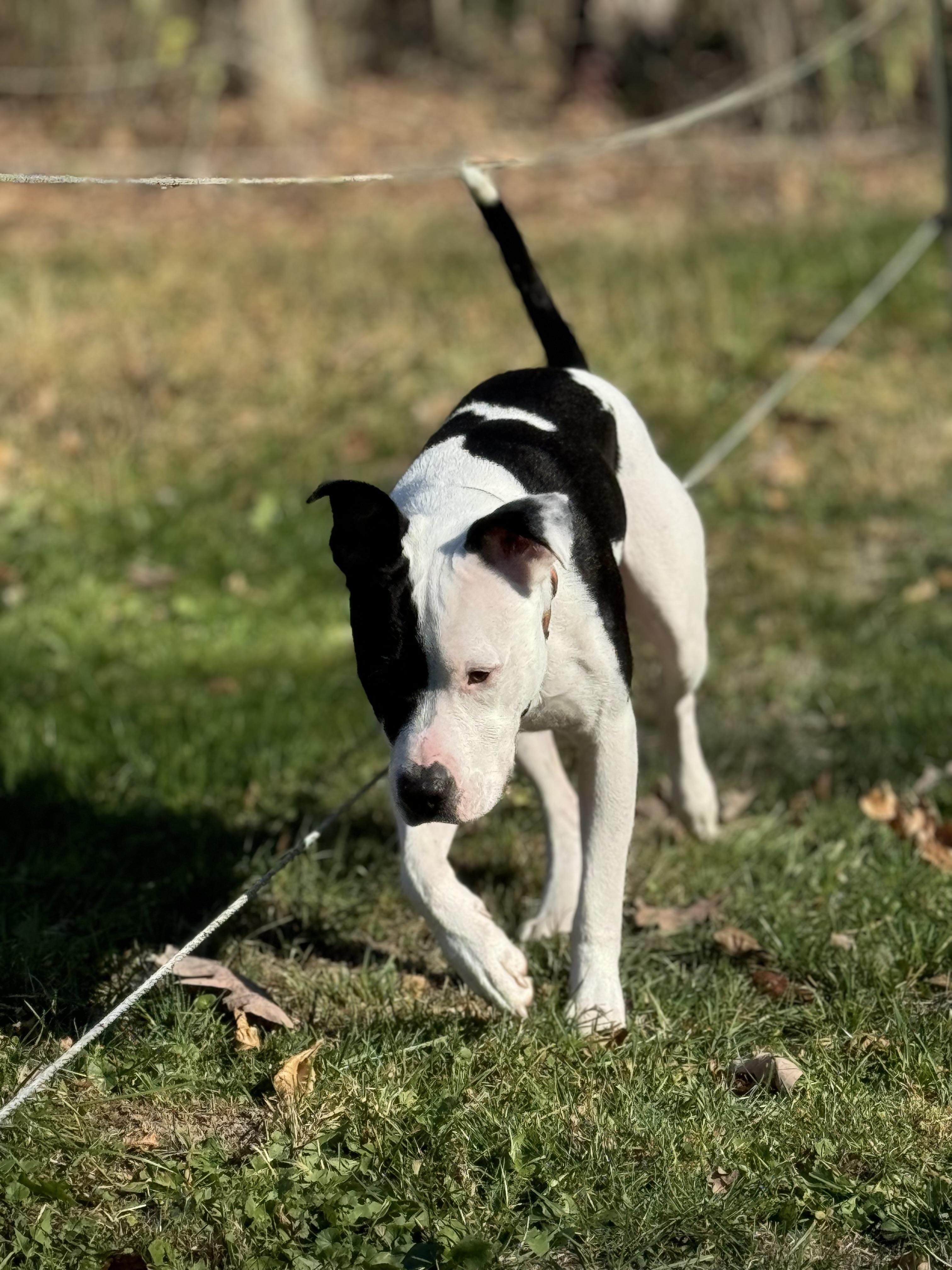 Finn, a Adopted American Bulldog in Cadiz, OH image 2/6