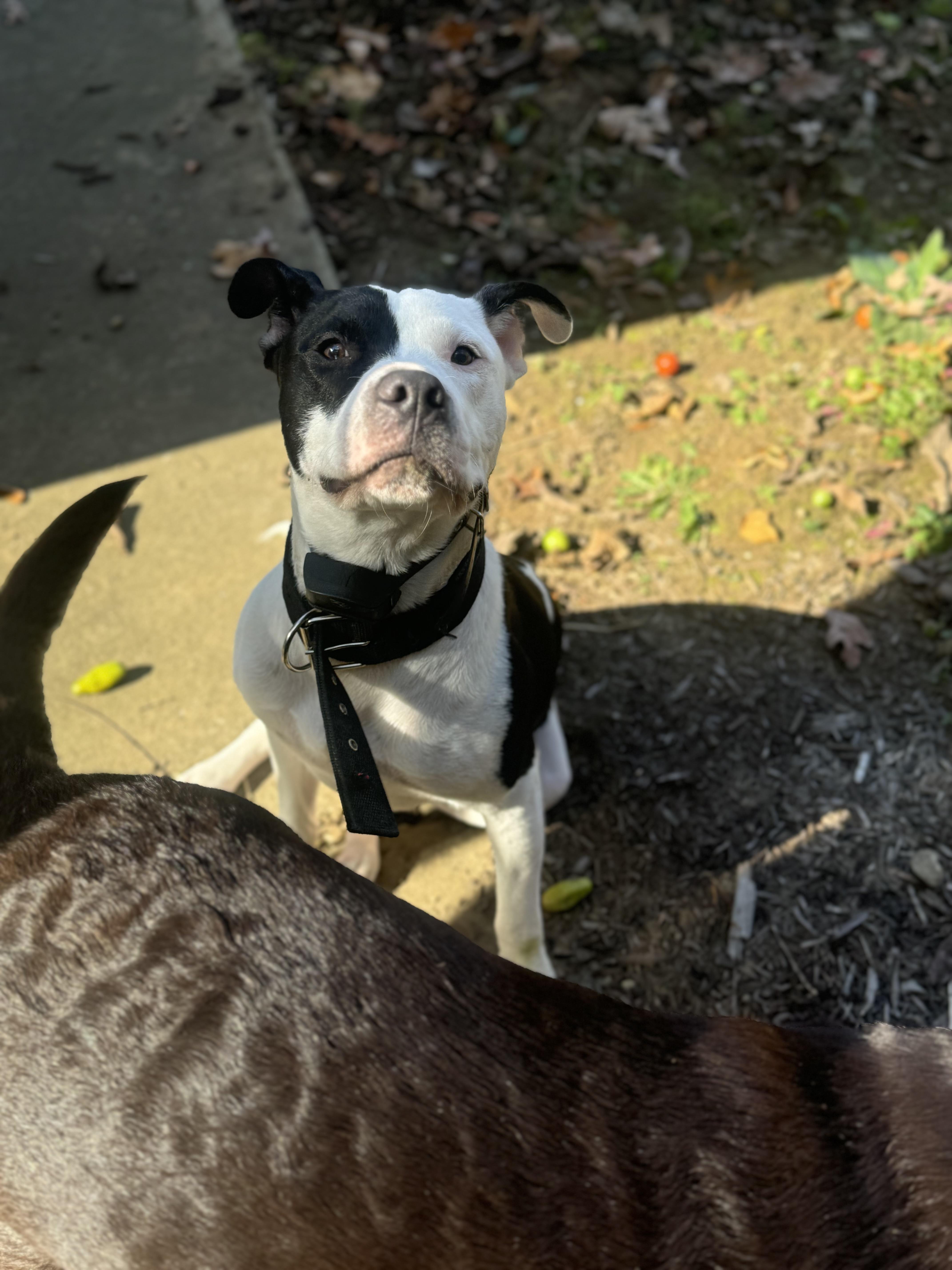 Finn, a Adopted American Bulldog in Cadiz, OH image 3/6
