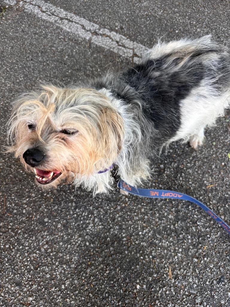 Oscar, Adoptable, Adult Male Maltese.