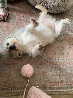 Oscar, a Adoptable mixed breed in Newnan, GA image 2/3