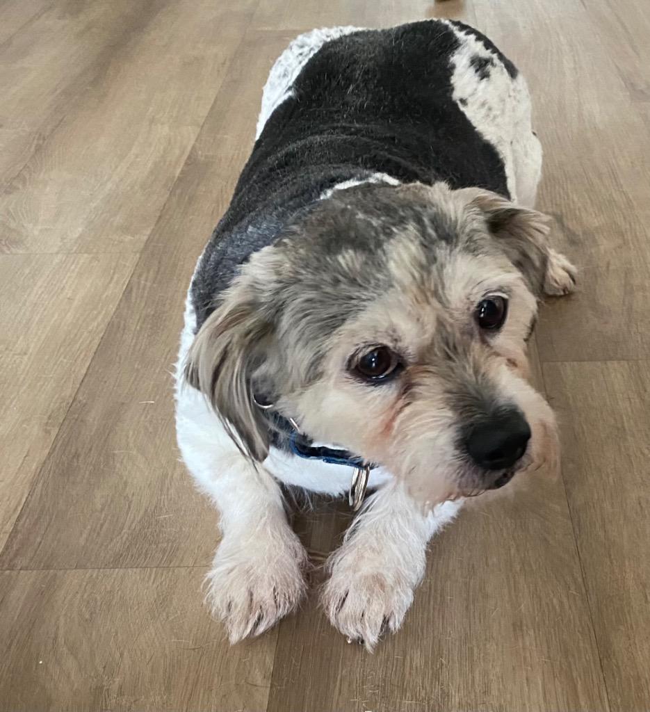 Oscar, a Adoptable mixed breed in Newnan, GA image 3/3