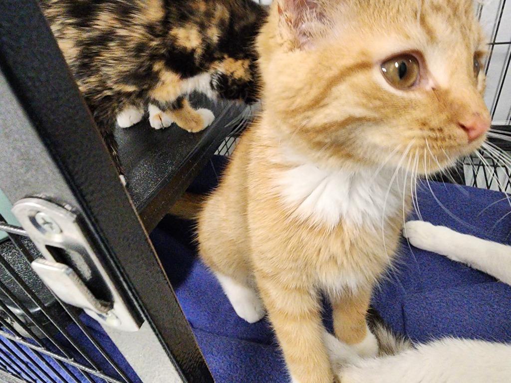 Orangello, Adopted, Kitten Male Domestic Short Hair.