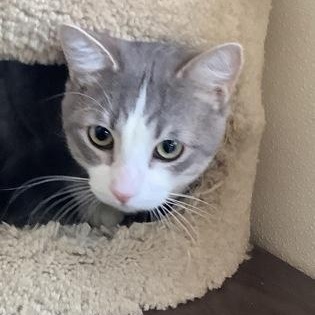 Enlarge Admiral, an adopted Domestic Short Hair in Bridgeport, CA image 2/2