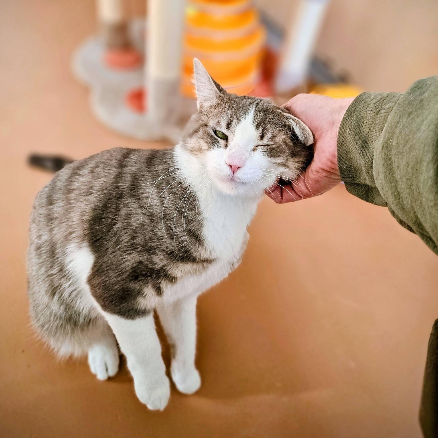 Admiral, adopted, Adult Male Domestic Short Hair.