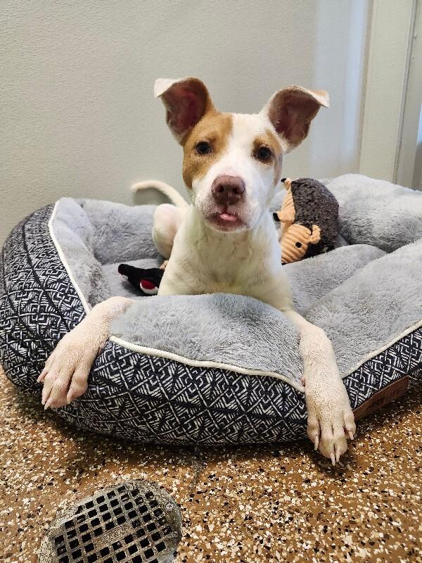 Payton, Adoptable, Young Female Pit Bull Terrier & Mixed Breed.