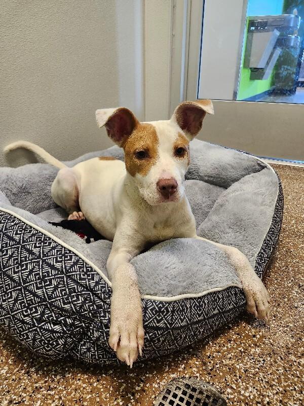 Enlarge Payton, a Adoptable mixed breed in Jackson, TN image 2/5