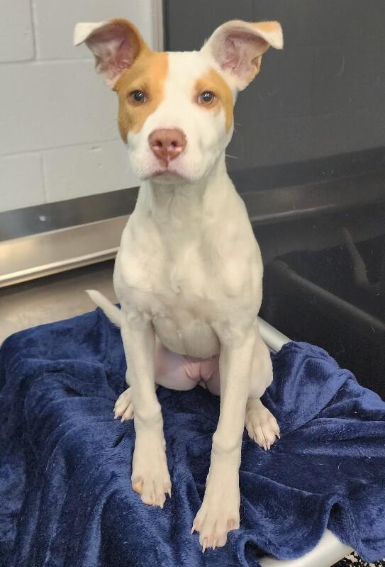 Enlarge Payton, a Adoptable mixed breed in Jackson, TN image 3/5