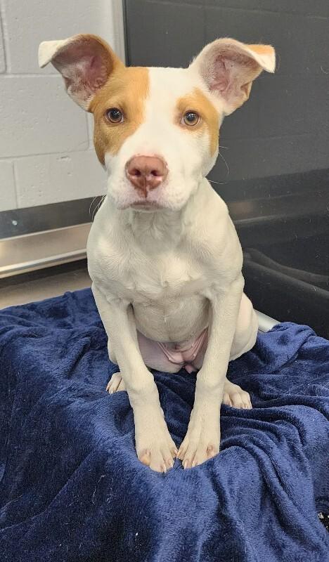 Enlarge Payton, a Adoptable mixed breed in Jackson, TN image 4/5