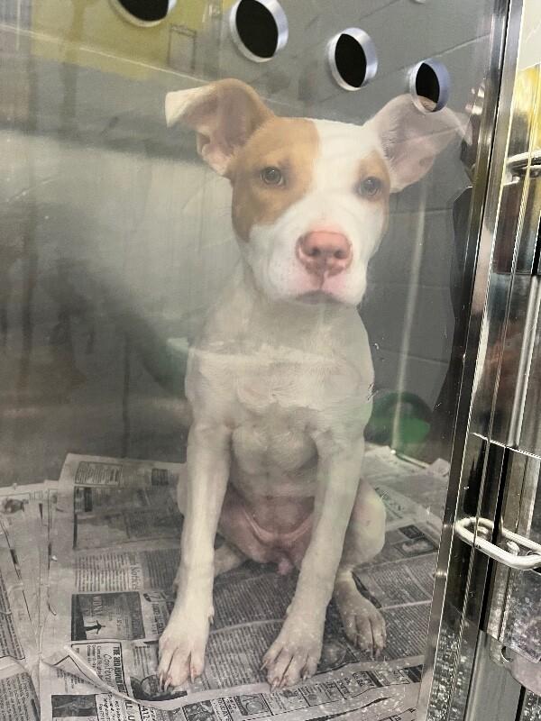 Enlarge Payton, a Adoptable mixed breed in Jackson, TN image 5/5