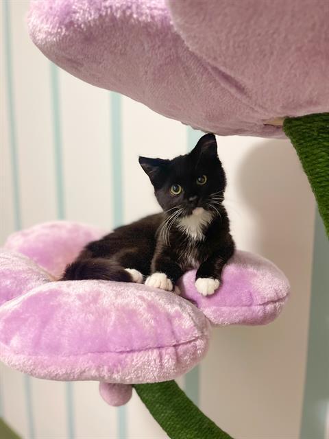 SERRA, Adoptable, Kitten Female Domestic Long Hair.