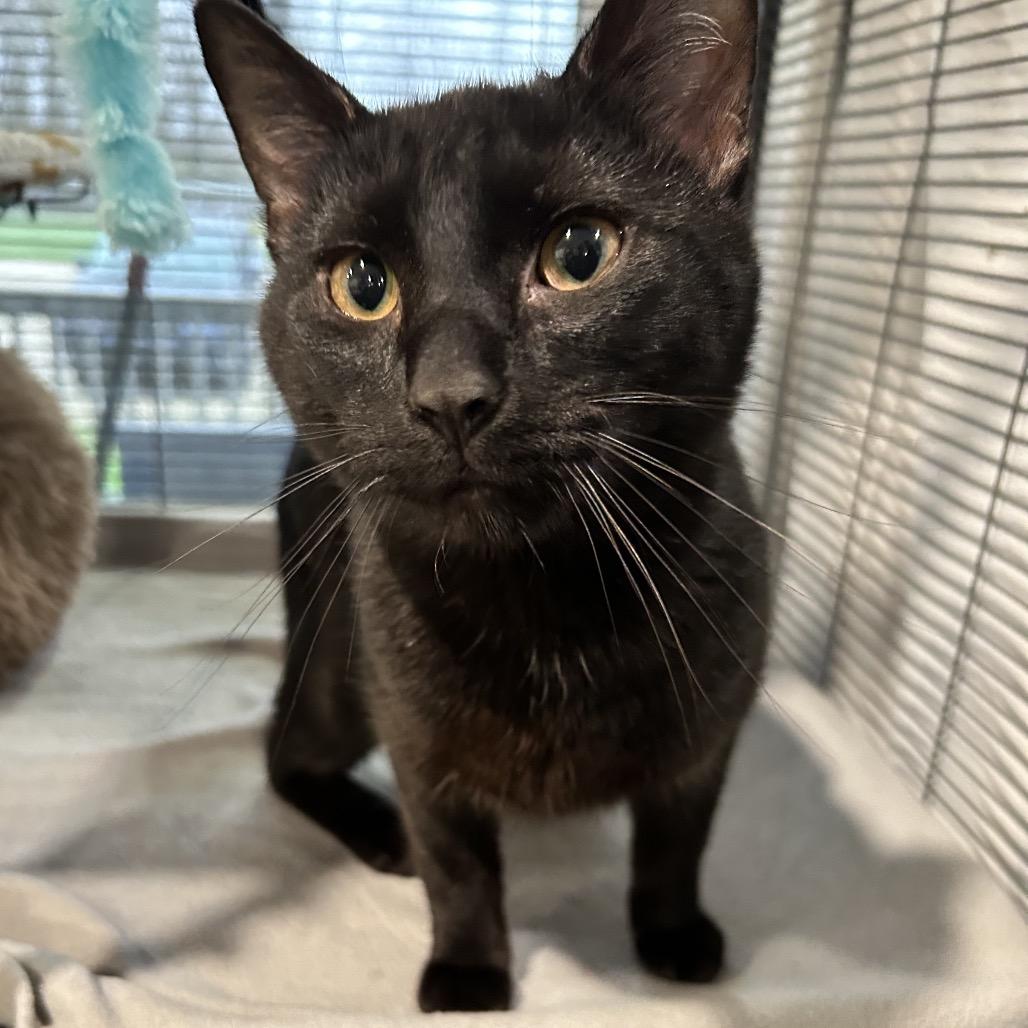 Benji, Adoptable, Young Male Domestic Short Hair.