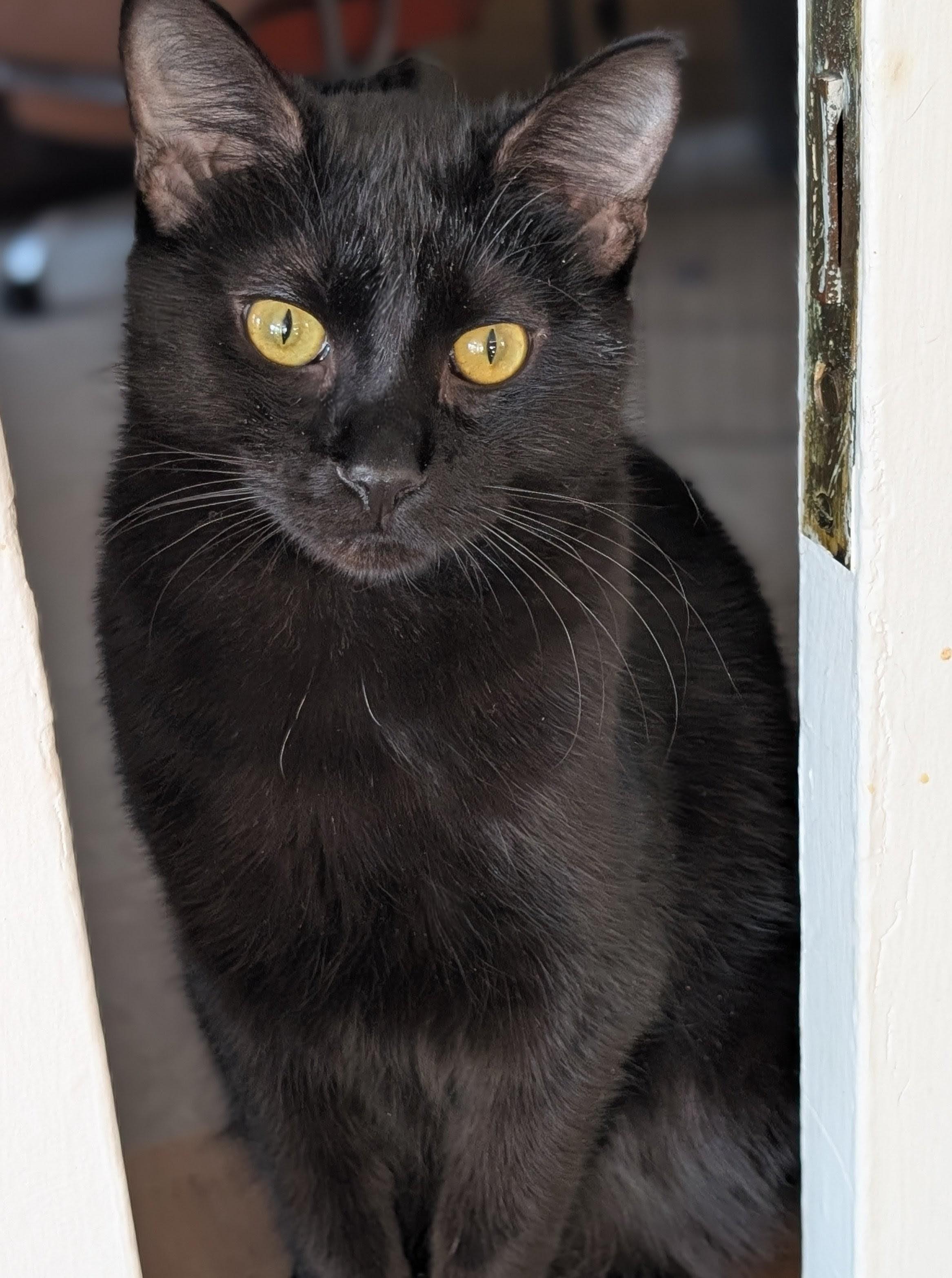 Enlarge Goose, a Adoptable Domestic Short Hair in Johnsburg, IL image 5/5