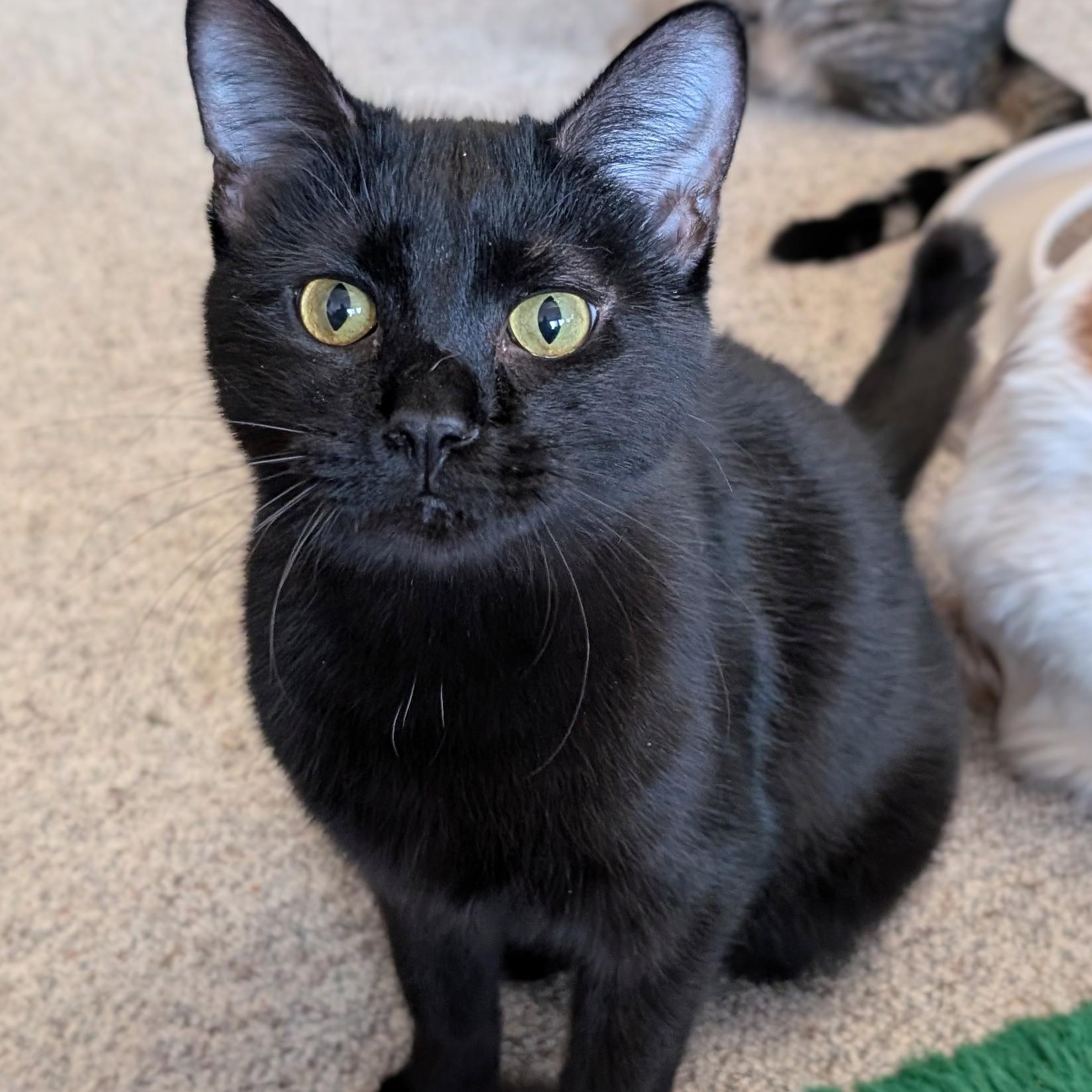 Enlarge Goose, a Adoptable Domestic Short Hair in Johnsburg, IL image 2/5