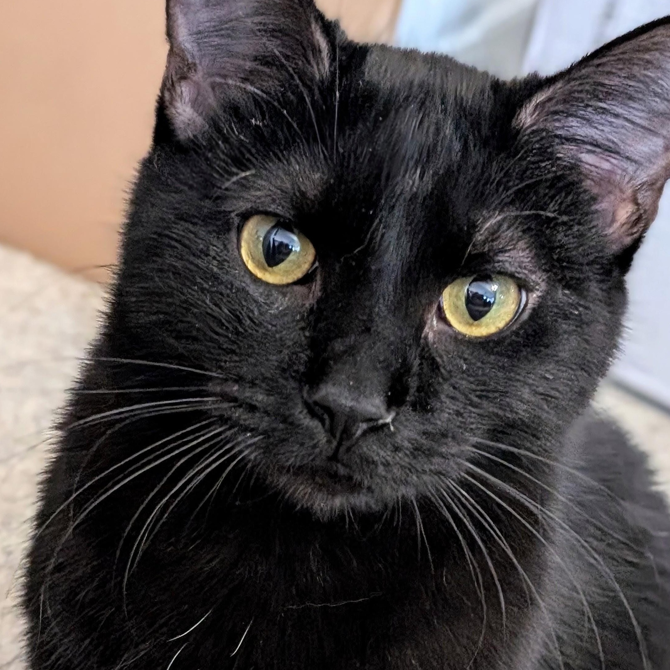 Goose, Adoptable, Young Male Domestic Short Hair.