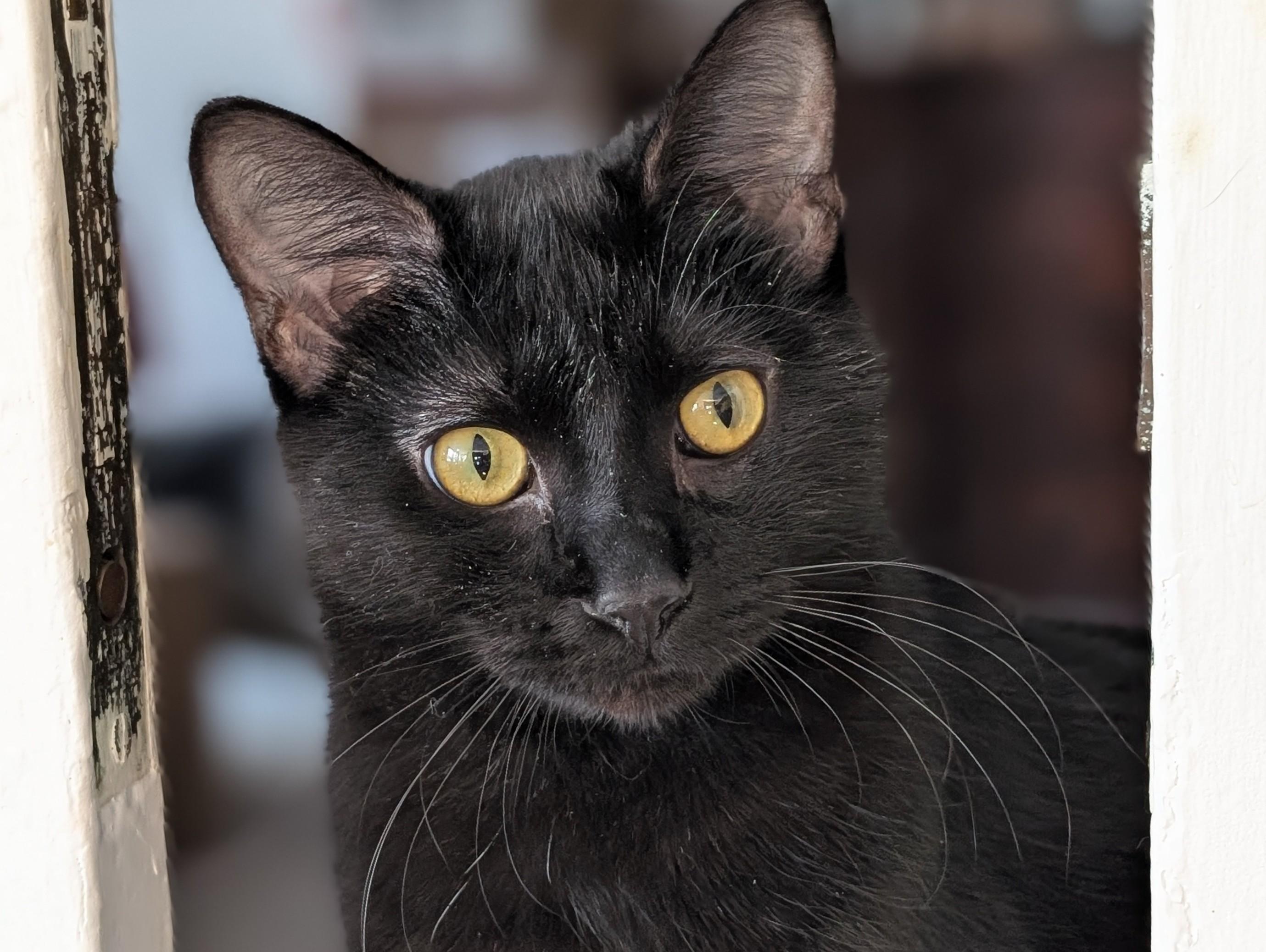 Enlarge Goose, a Adoptable Domestic Short Hair in Johnsburg, IL image 4/5