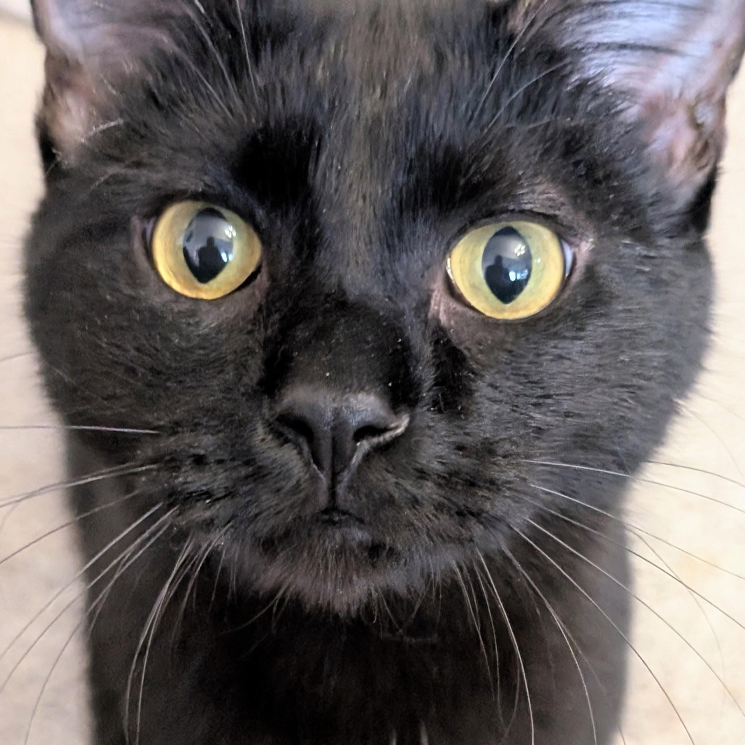 Enlarge Goose, a Adoptable Domestic Short Hair in Johnsburg, IL image 3/5