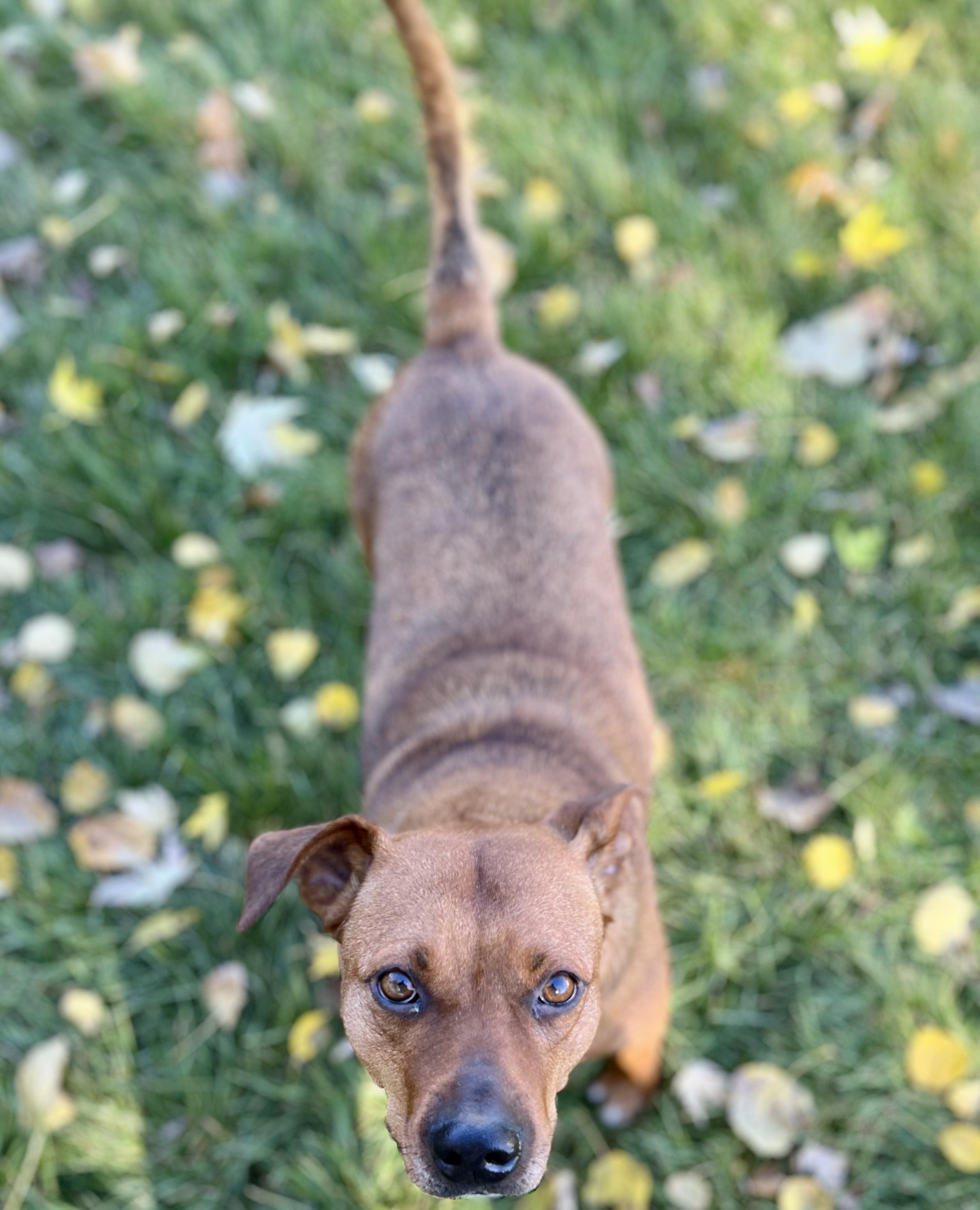 Maple, a Adoptable mixed breed in Grand Rapids, MI image 1/3