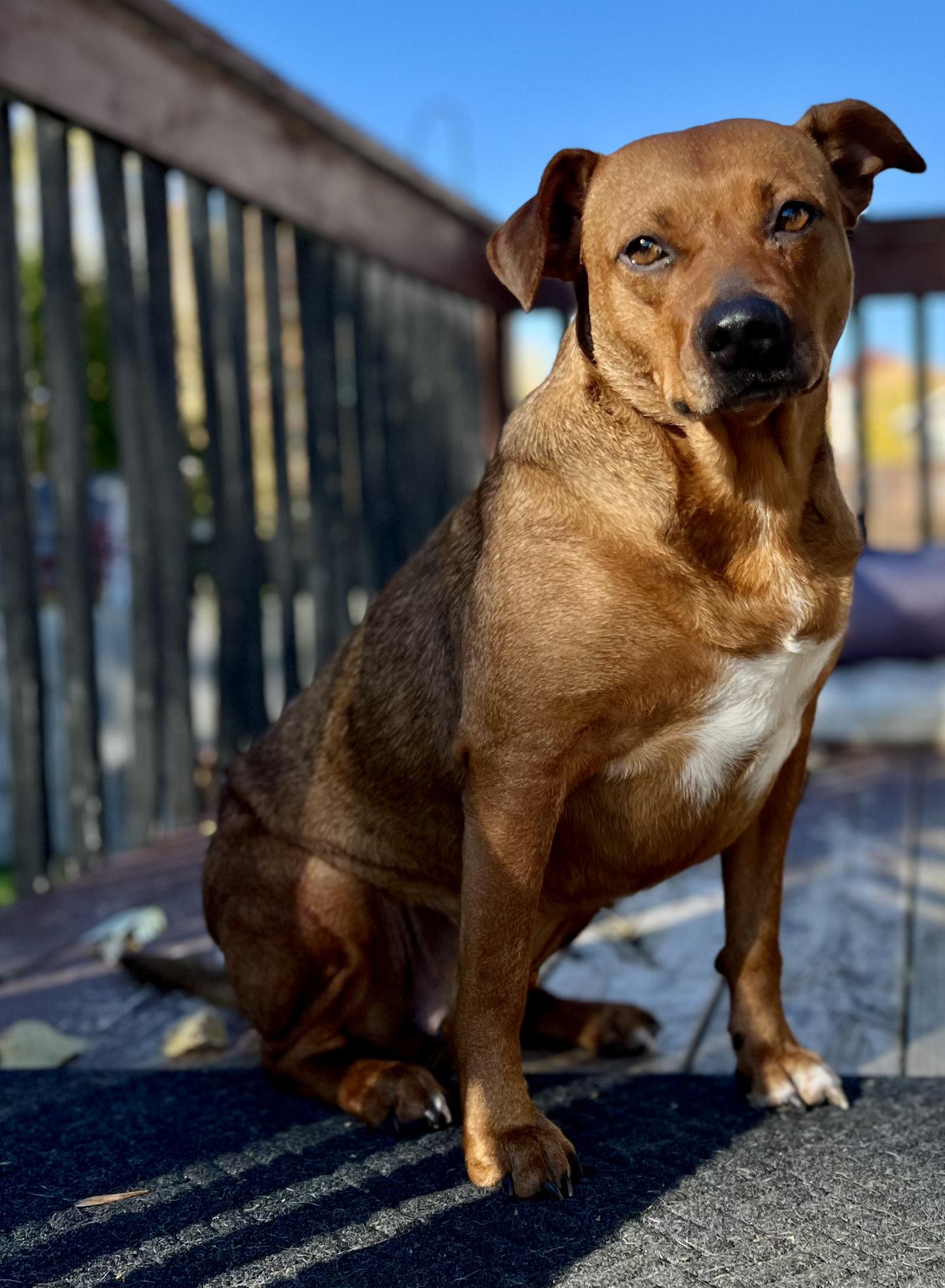 Maple, a Adoptable mixed breed in Grand Rapids, MI image 2/3