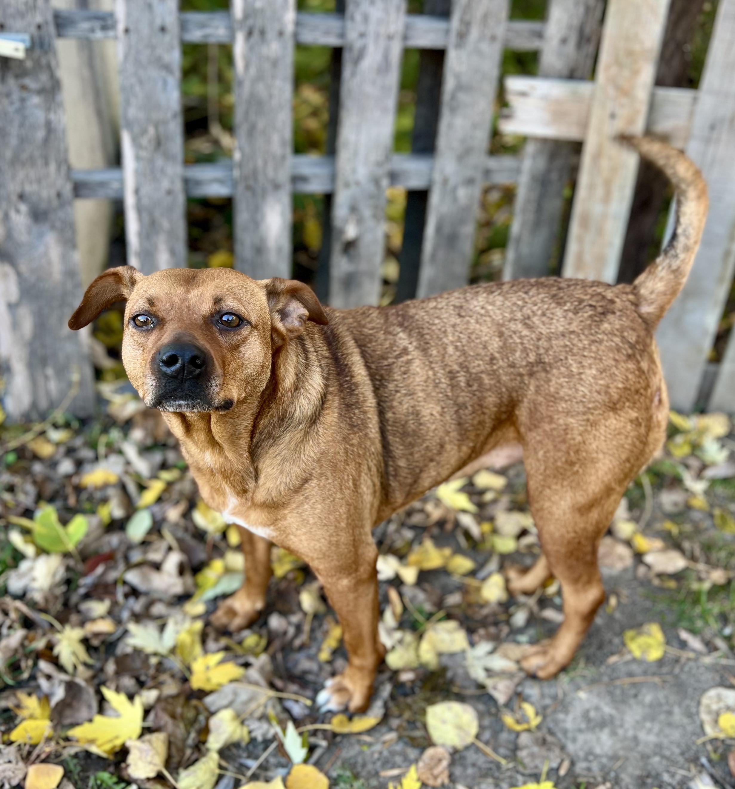 Maple, a Adoptable mixed breed in Grand Rapids, MI image 3/3