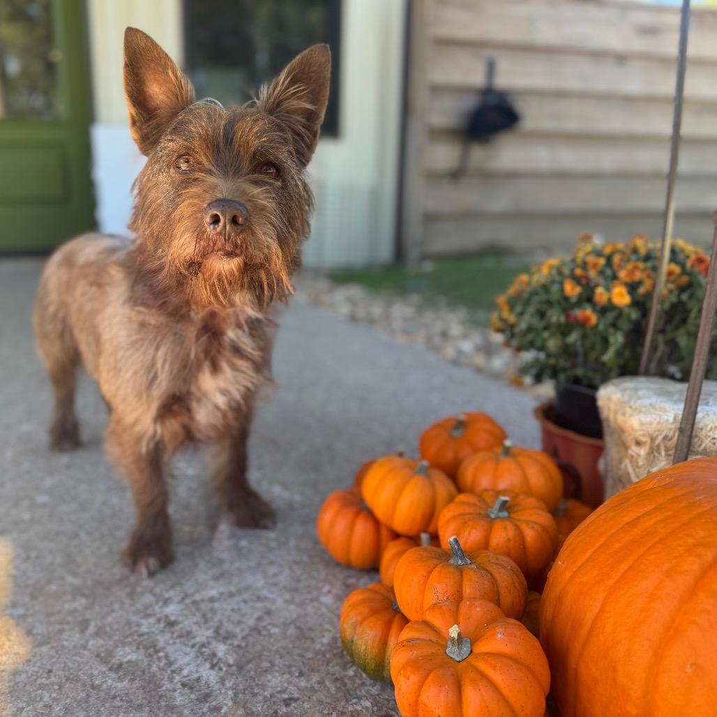 Glen, Adoptable, Senior Male Cairn Terrier.
