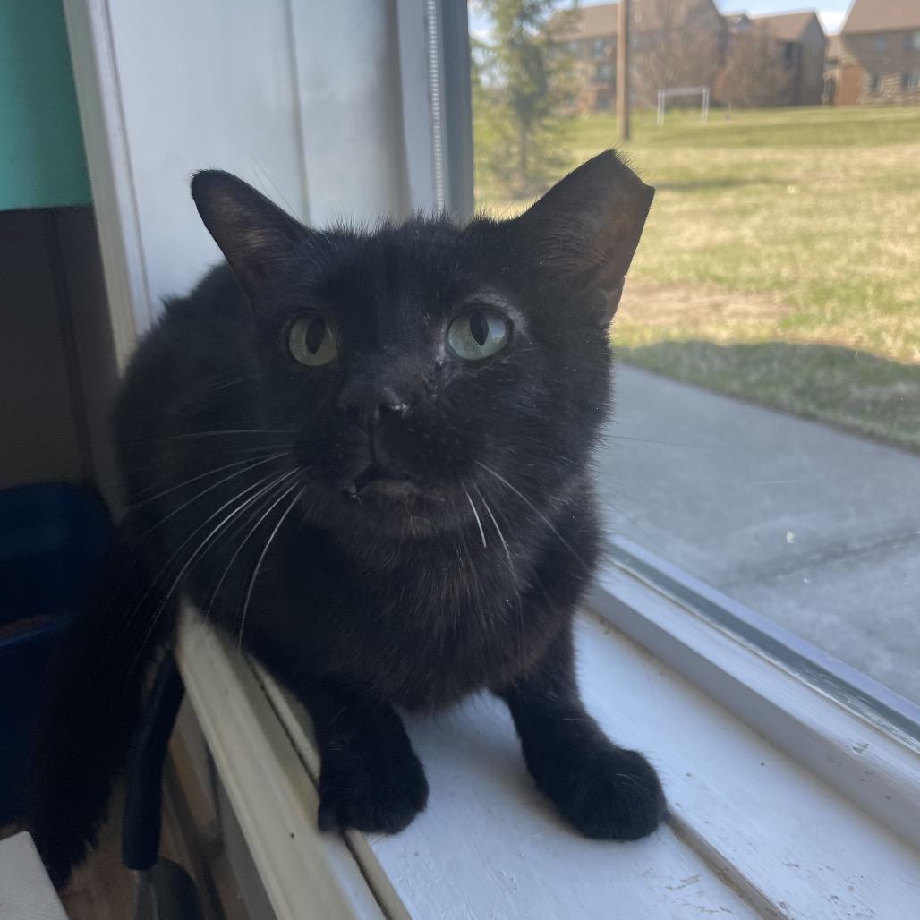 Enlarge Chimpy, a Adoptable Domestic Short Hair in West Des Moines, IA image 1/1