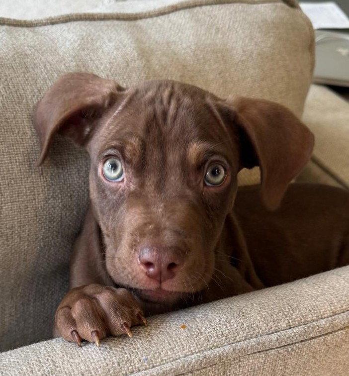 Cooper, Adopted, Young Male Pit Bull Terrier.