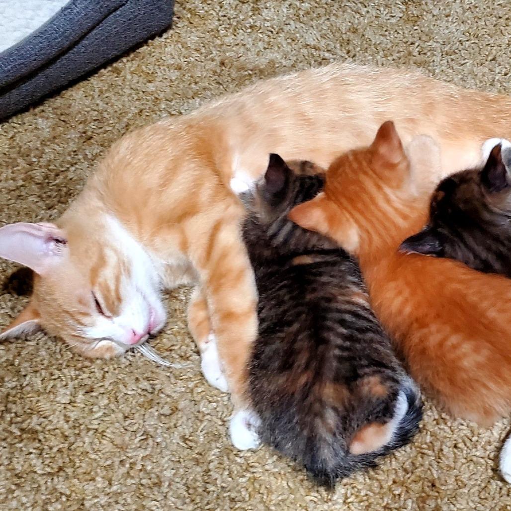 Enlarge Queenie, a Adoptable Domestic Short Hair in Shawnee, KS image 2/6