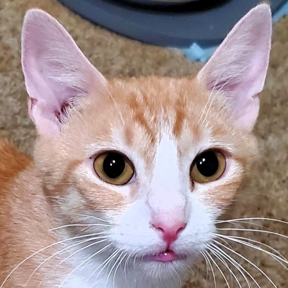 Enlarge Queenie, a Adoptable Domestic Short Hair in Shawnee, KS image 6/6