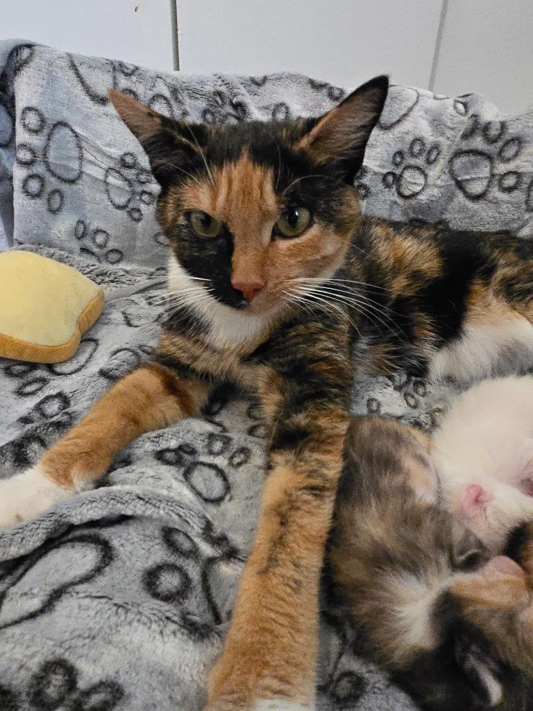 Marceline (Marci), Adoptable, Young Female Domestic Short Hair.