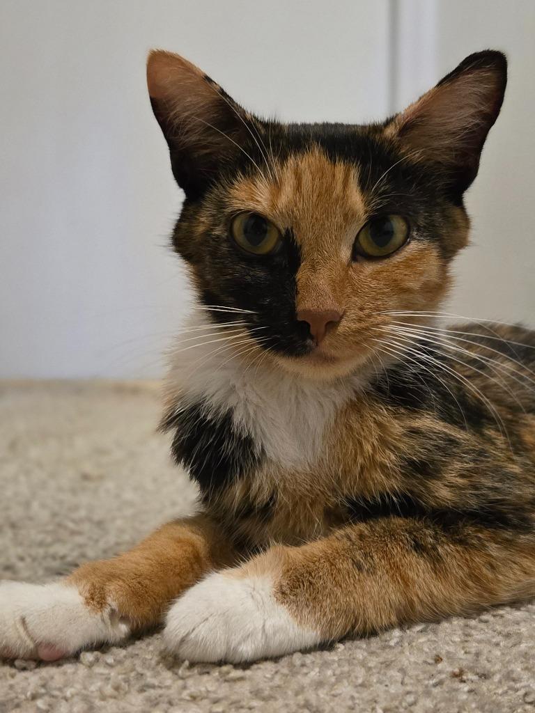 Enlarge Marceline (Marci), a Adoptable mixed breed in Evans, GA image 2/2