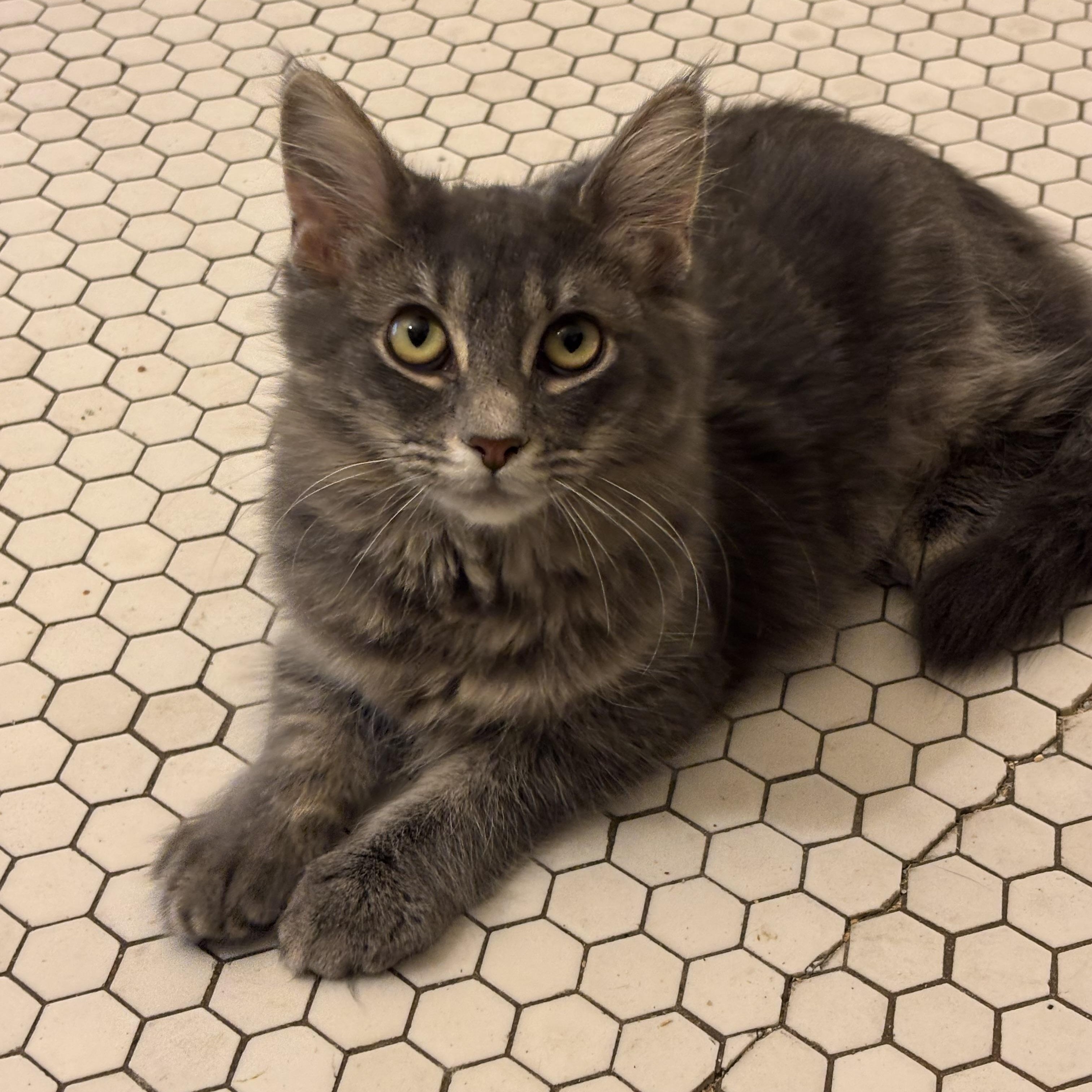 Enlarge Jalapeño Hannah, a Adoptable Domestic Long Hair in Pittsburgh, PA image 5/6