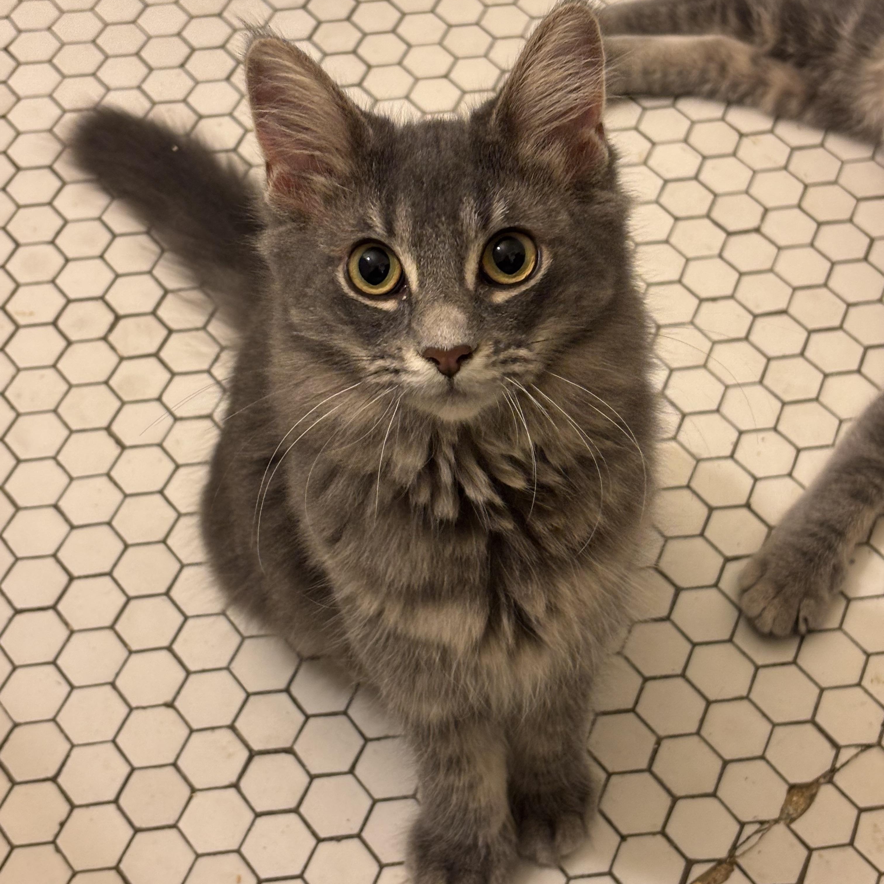 Enlarge Jalapeño Hannah, a Adoptable Domestic Long Hair in Pittsburgh, PA image 2/6