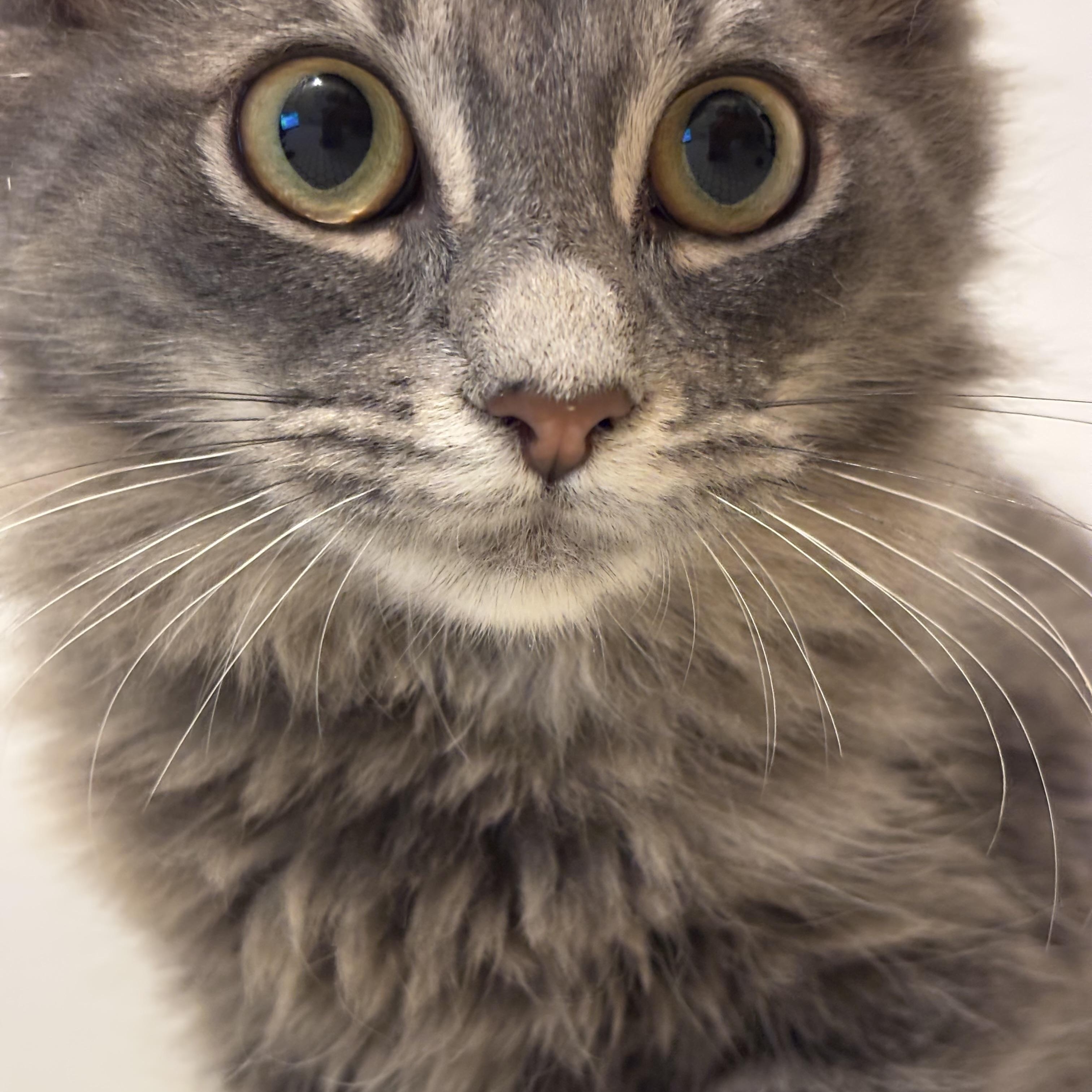 Enlarge Jalapeño Hannah, a Adoptable Domestic Long Hair in Pittsburgh, PA image 4/6