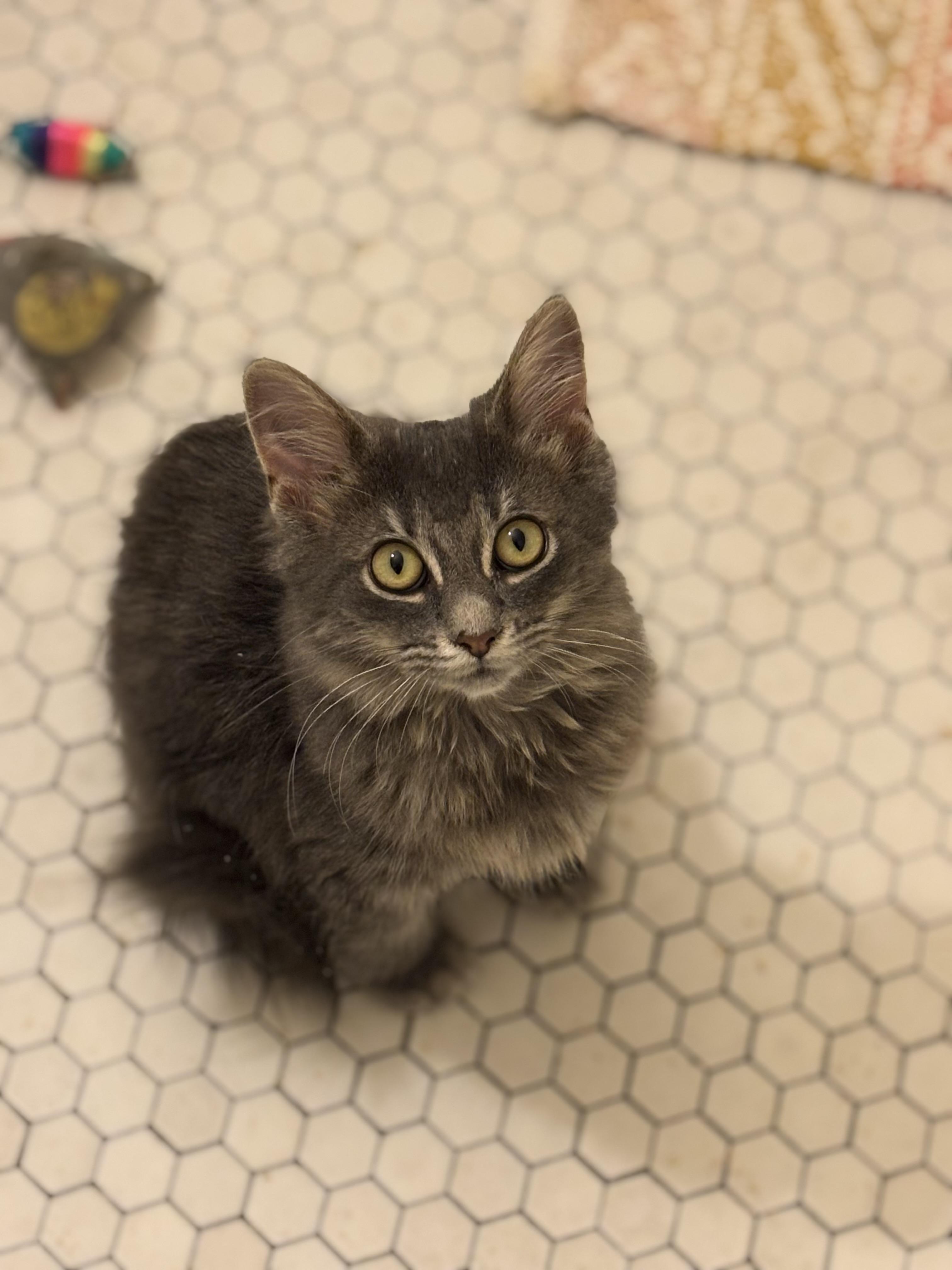 Jalapeño Hannah, Adoptable, Kitten Female Domestic Long Hair.
