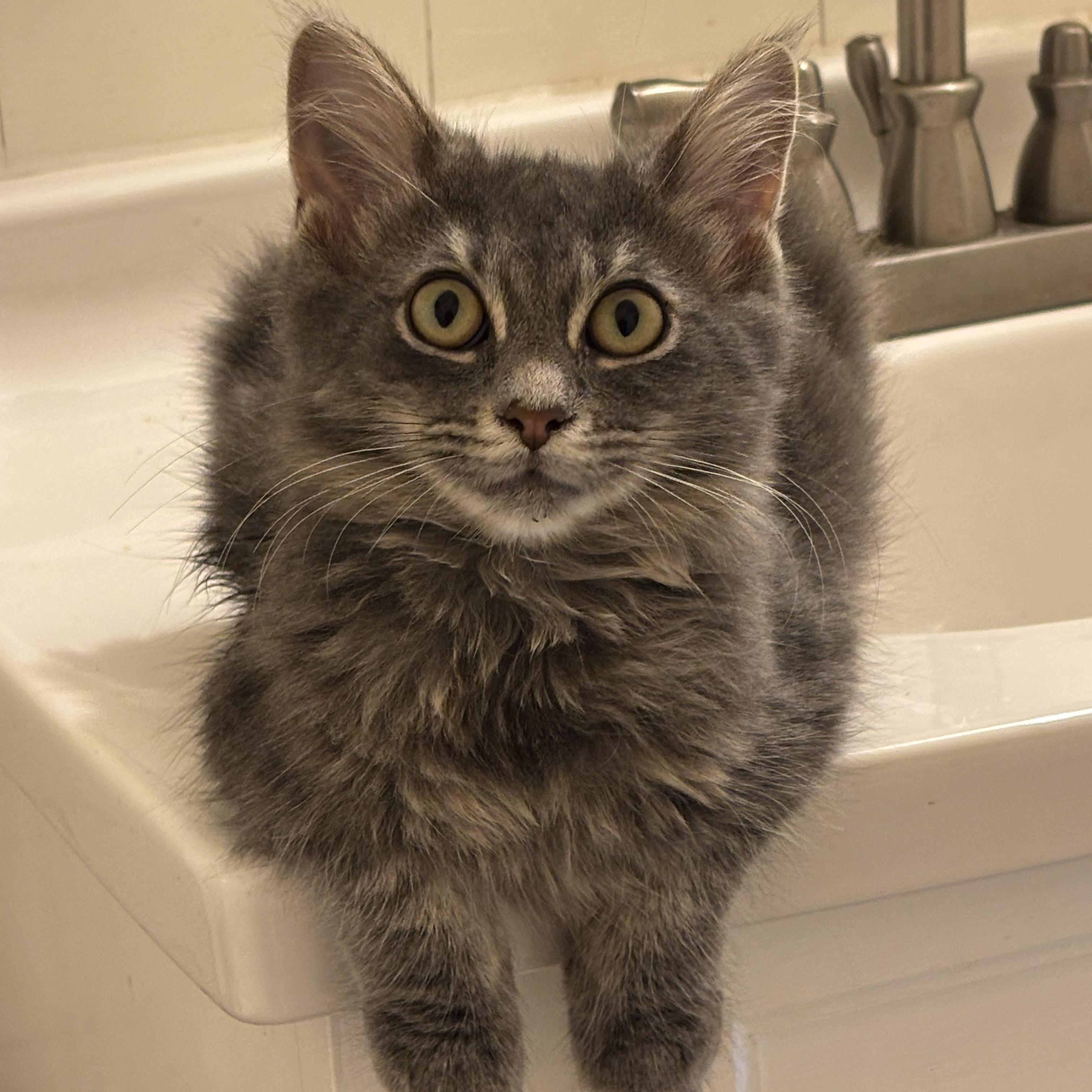 Enlarge Jalapeño Hannah, a Adoptable Domestic Long Hair in Pittsburgh, PA image 6/6