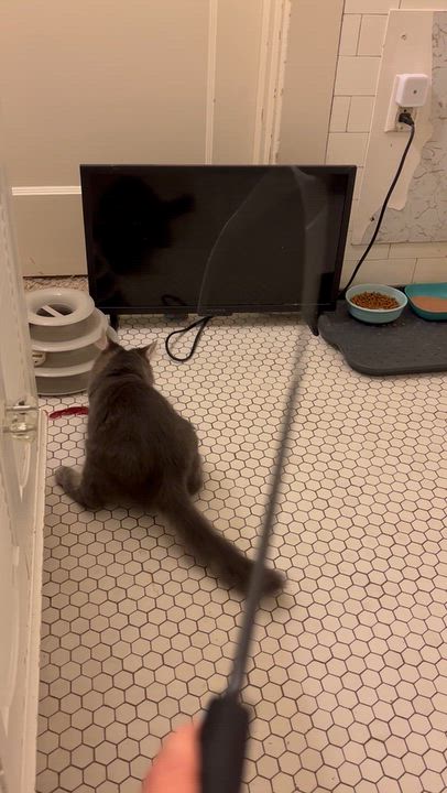 Enlarge Jalapeño Hannah, a Adoptable Domestic Long Hair in Pittsburgh, PA video 3/6