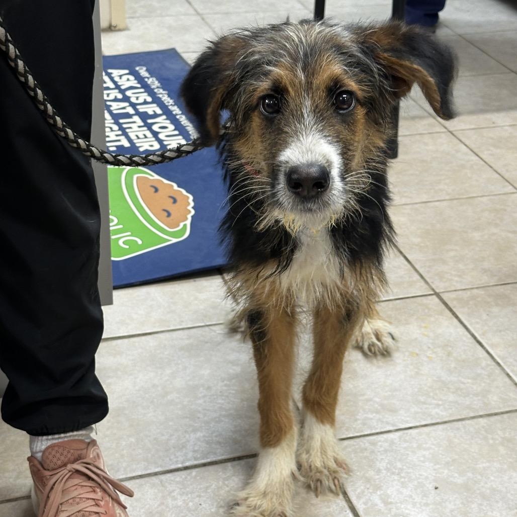 Laramie, Adoptable, Young Female Australian Shepherd & Mixed Breed.