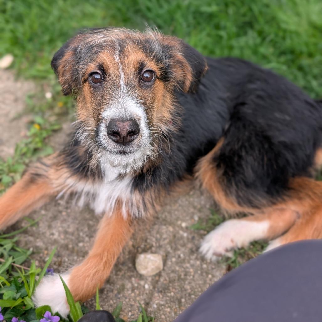 Laramie, a Adoptable mixed breed in Delaware, OH image 2/4