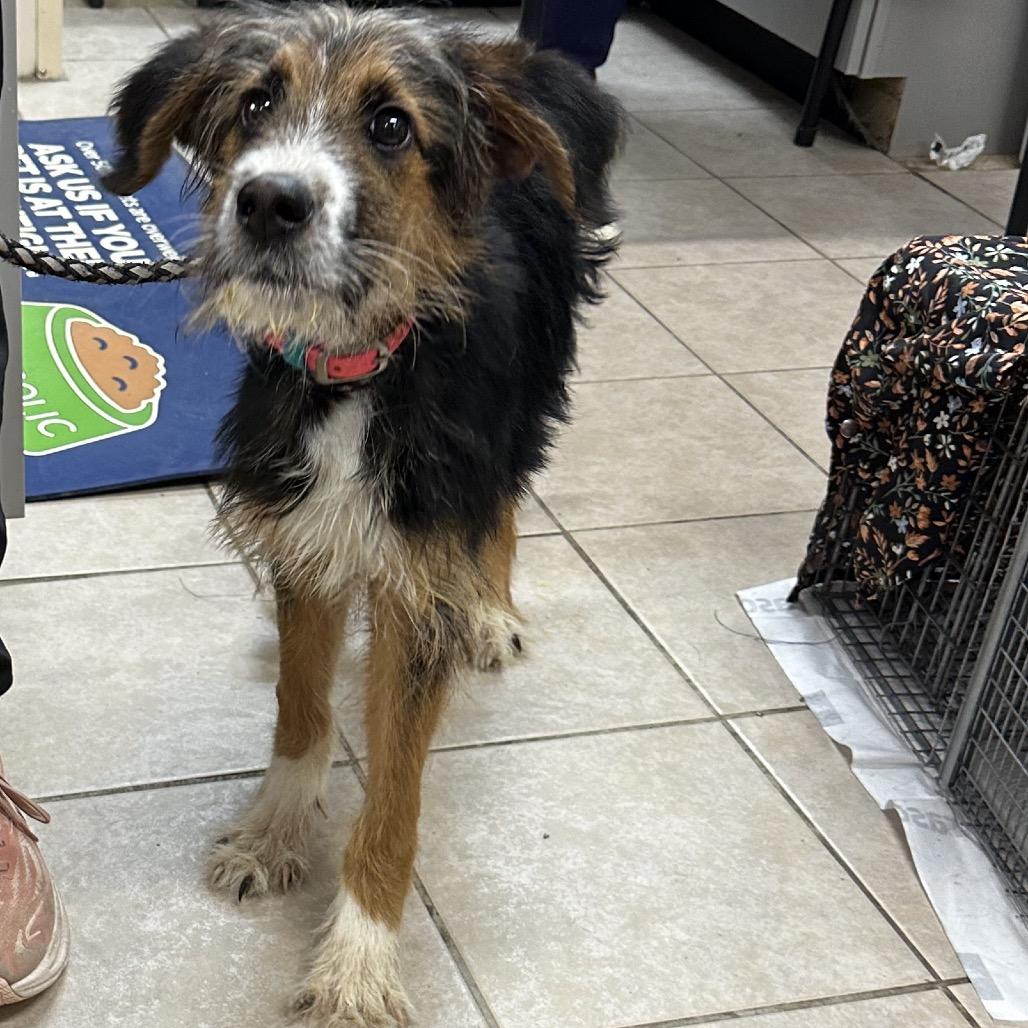 Laramie, a Adoptable mixed breed in Delaware, OH image 3/4